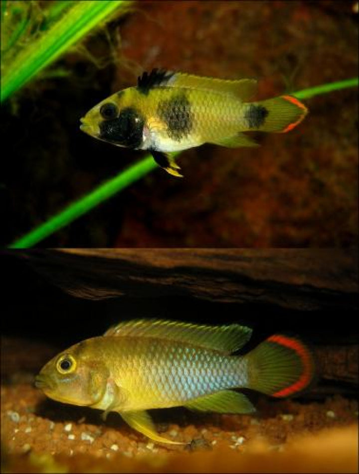 Apistogramma Nijsseni