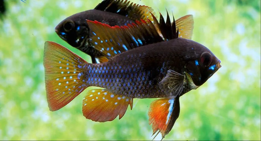 Mikrogeophagus Ramirezi Black Carbon