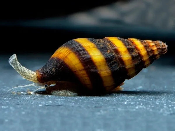 Anentome Helena - Caracol Assassino