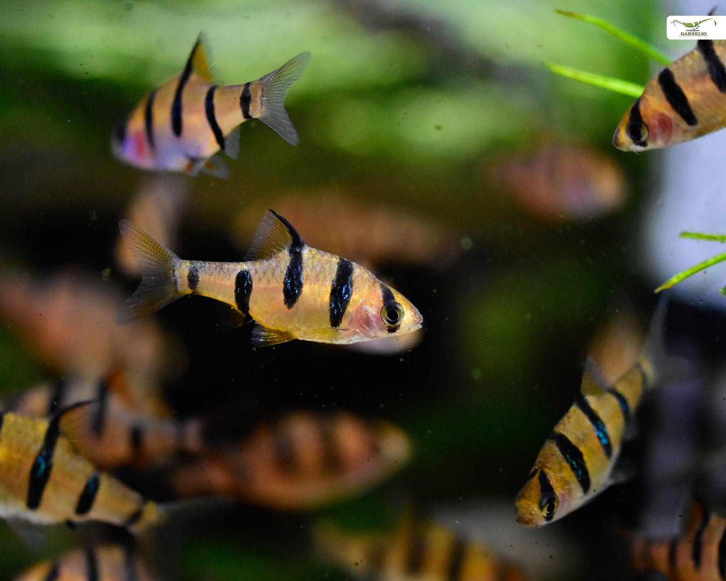 Puntius Pentazona - Barbo Pentazona - Living Aqua