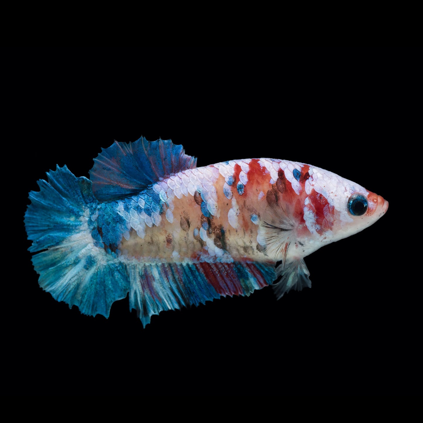 Betta Fêmea Halfmoon