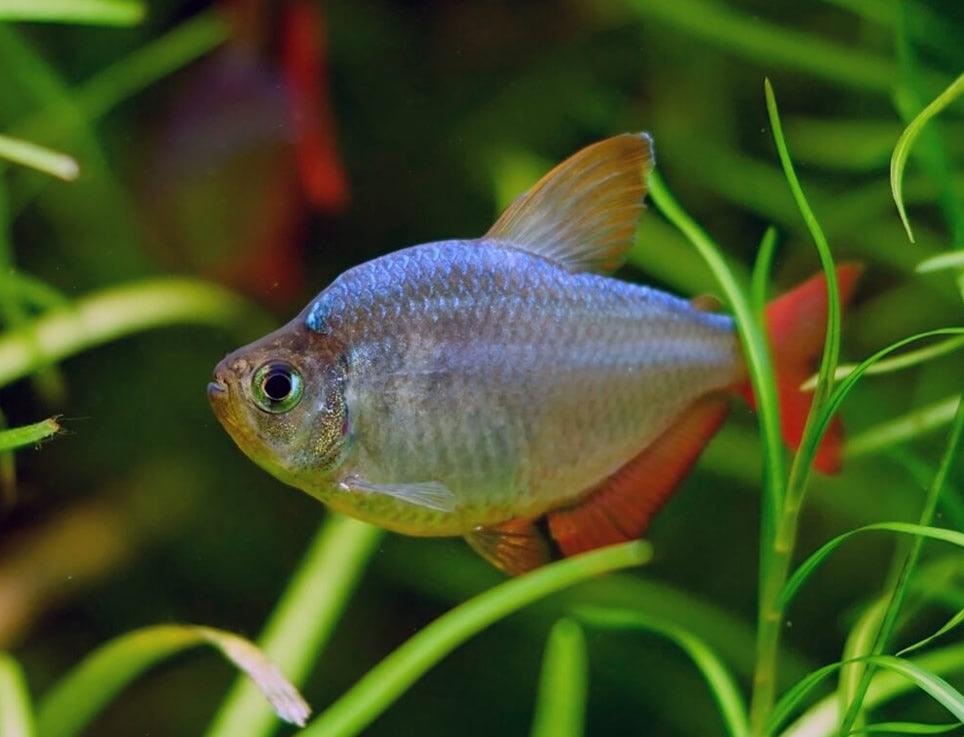 Hyphessobrycon Ecuadoriensis - Tetra Colombiano - Living Aqua