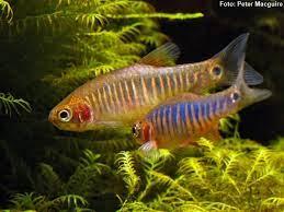 Microrasbora Erythromicron - Rasbora Esmeralda - Living Aqua