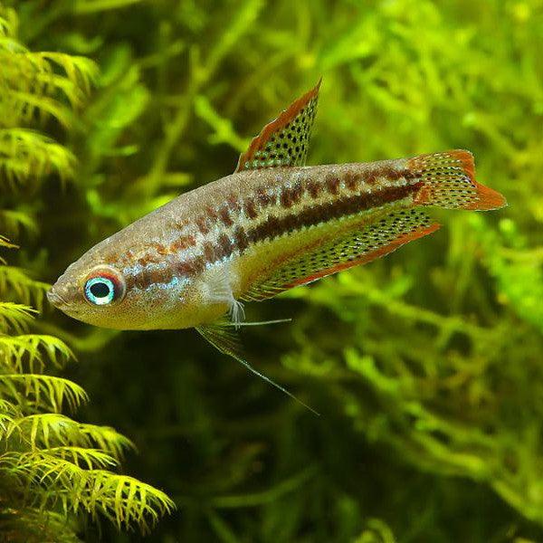 Trichopsis Pumila - Gourami Pigmeu - Living Aqua