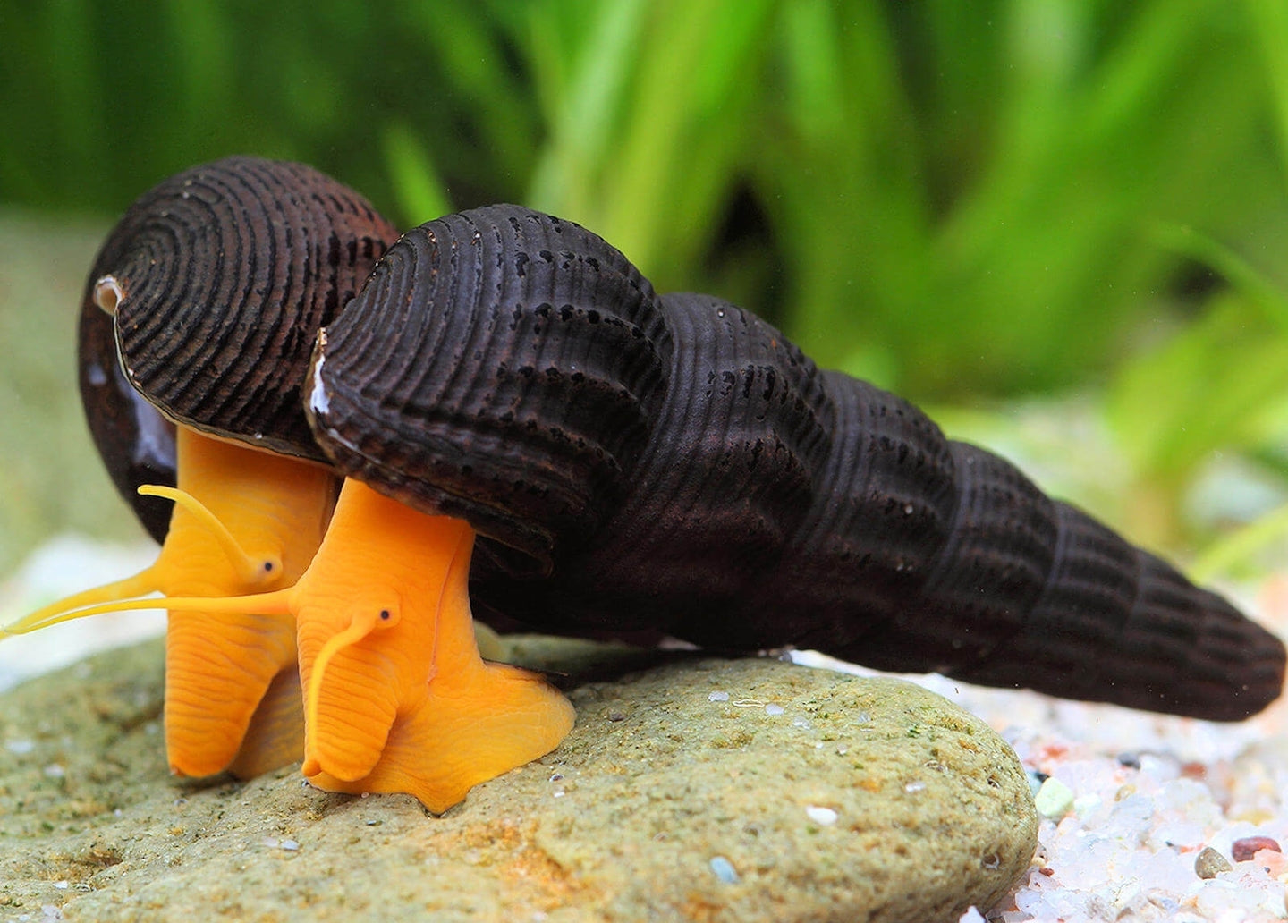 Tylomelania "Orange"