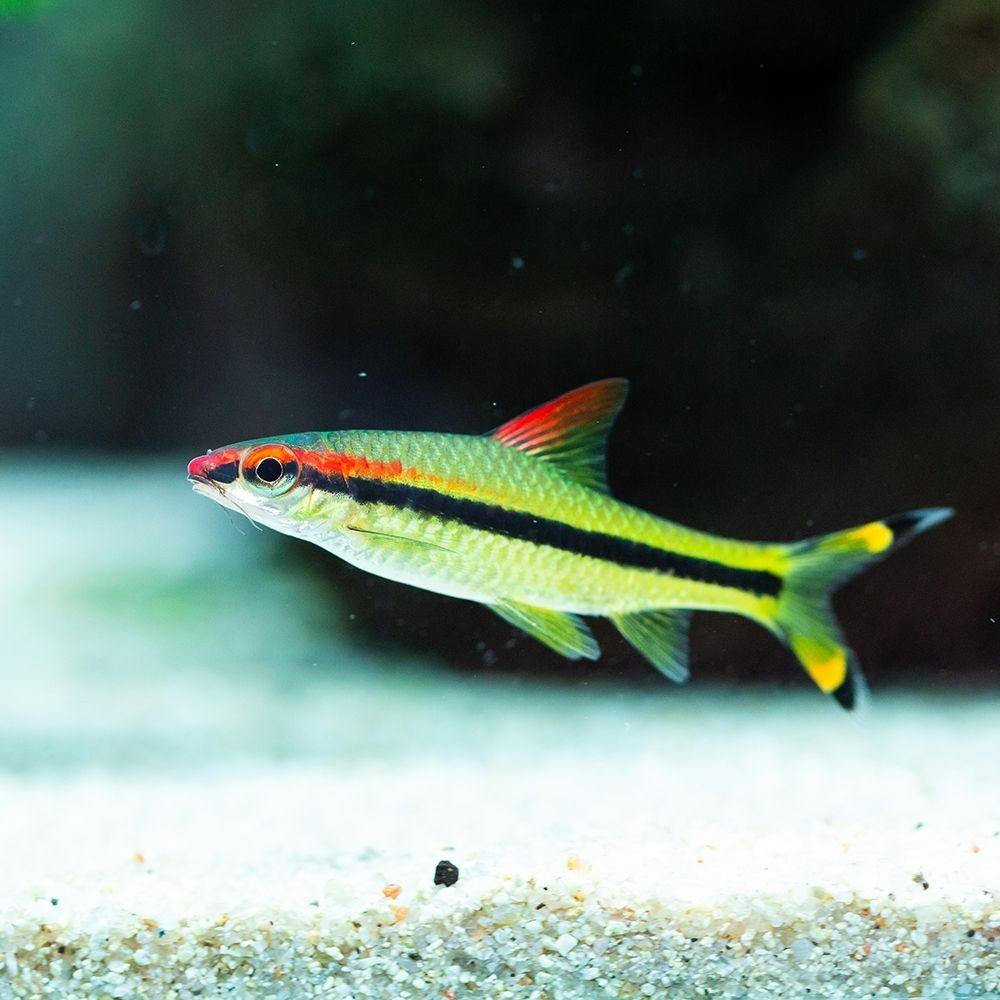 Puntius Denisoni - Barbo Torpedo - Living Aqua