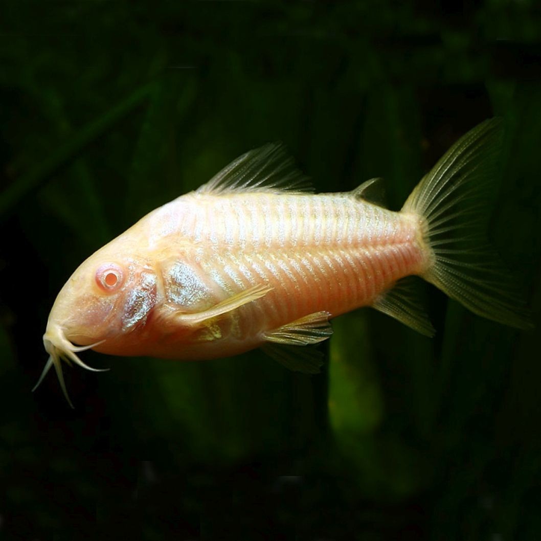 Corydora Aeneus - Corydora Albina