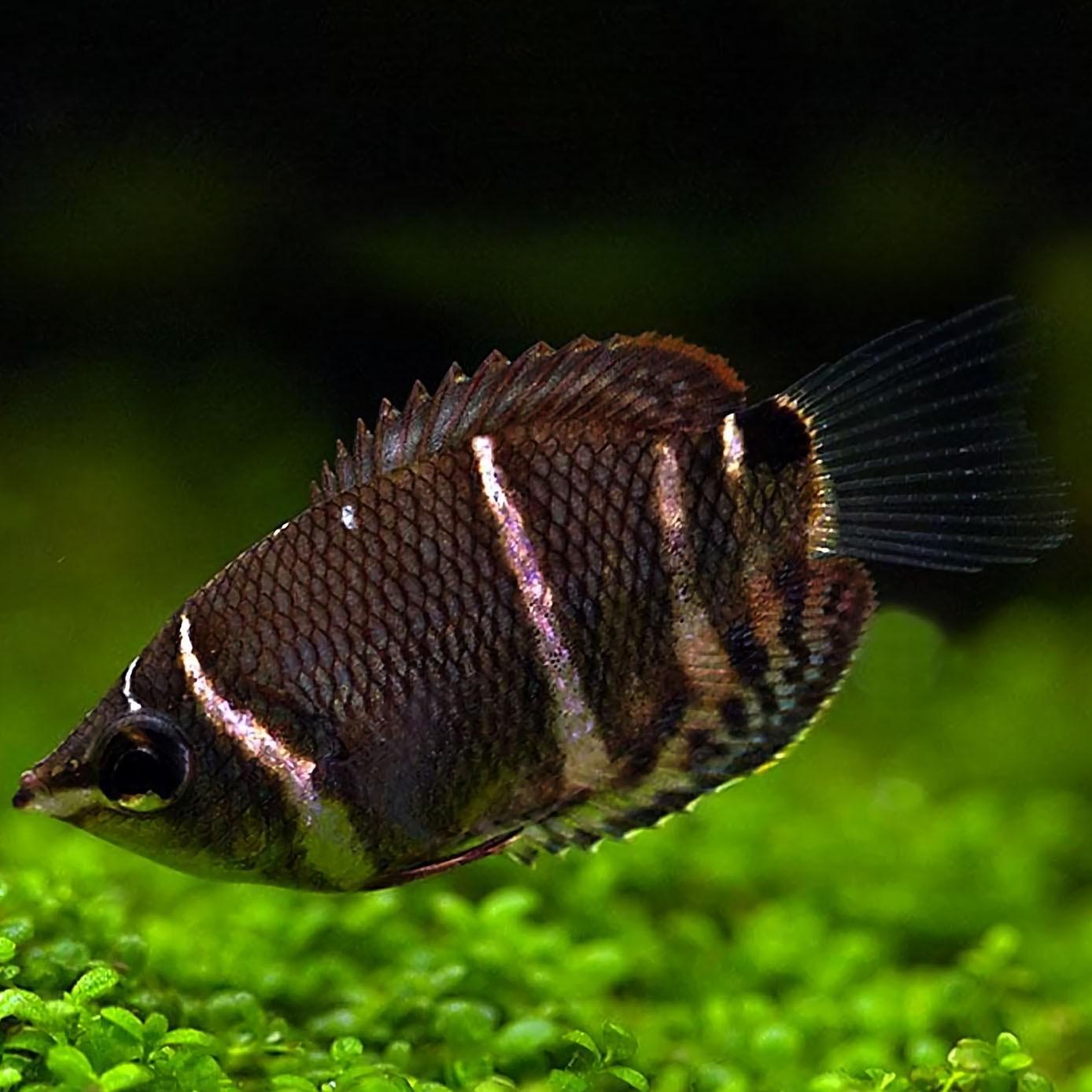 Sphaerichthys Osphromenoides - Gourami Chocolate - Living Aqua