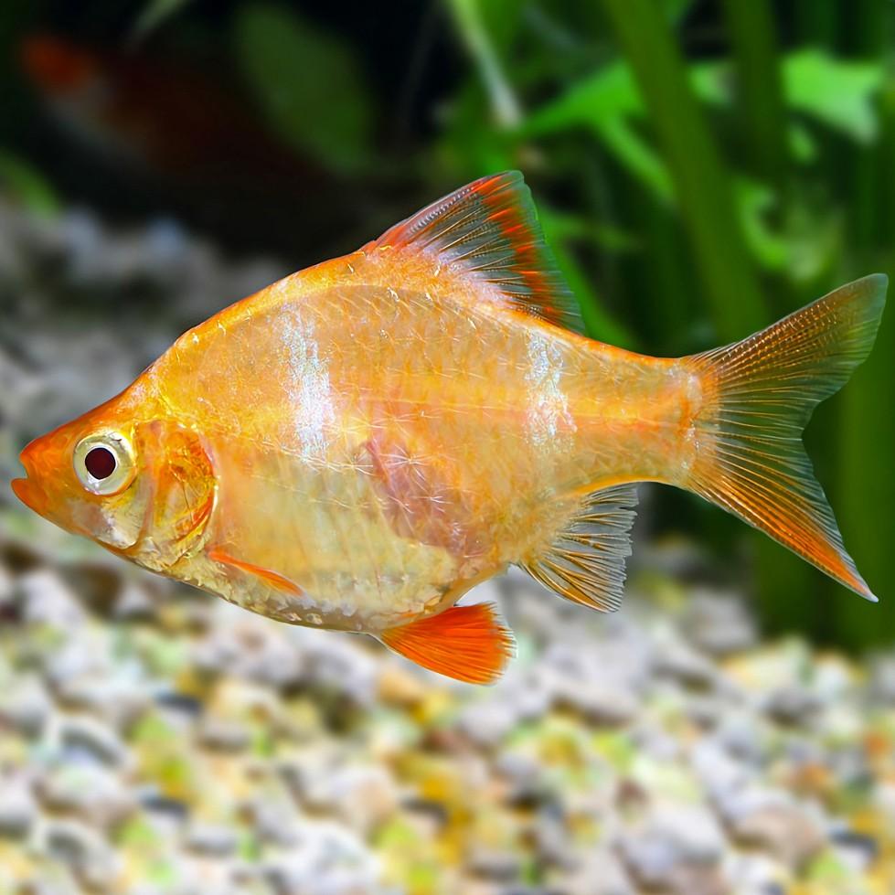 Puntius Tetrazona - Barbo Tetrazona - Living Aqua