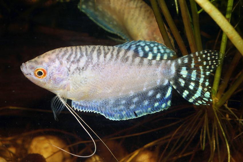 Trichogaster Trichopterus - Gourami Ouro/Platina/Mármore - Living Aqua