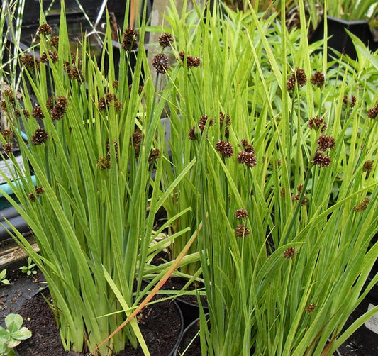 Juncus Ensifolius