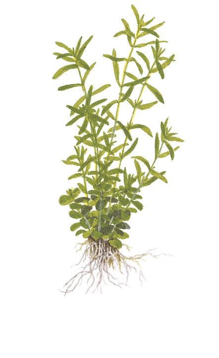 Rotala rotundifolia 'Green' 1-2-Grow! - Living Aqua