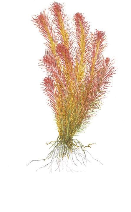 Rotala Wallichii