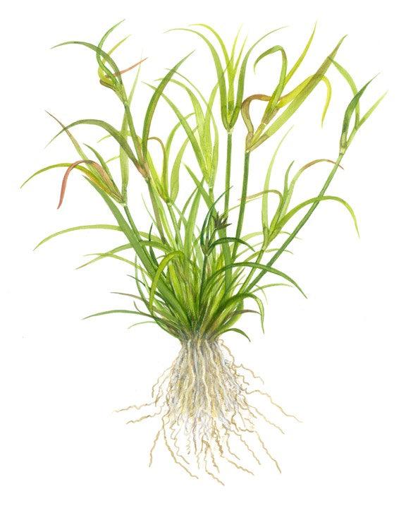 Juncus repens 1-2-Grow! - Living Aqua