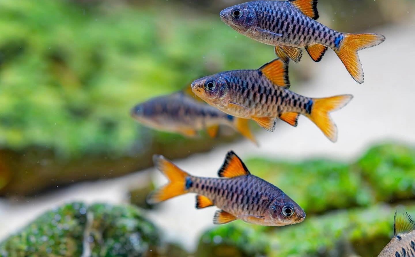 Capoeta Oligolepis - Barbo Xadrez