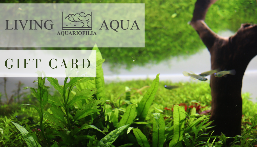 Living Aqua Cartão de Oferta / Gift Card