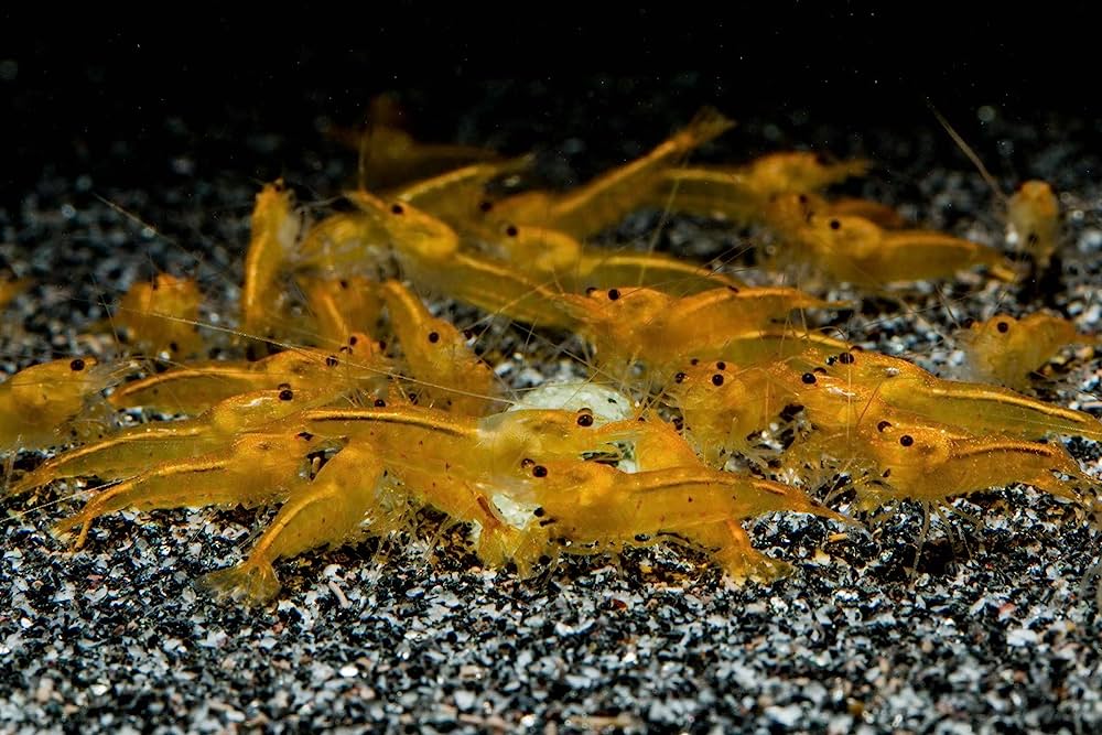 Caridina Logemanni "Yellow King Kong"