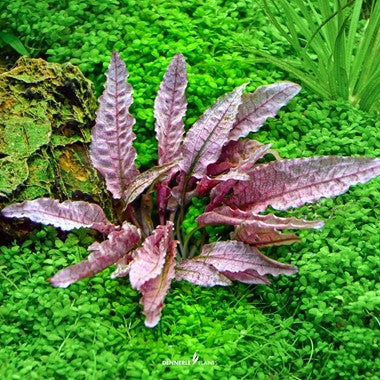 Cryptocoryne Flamingo