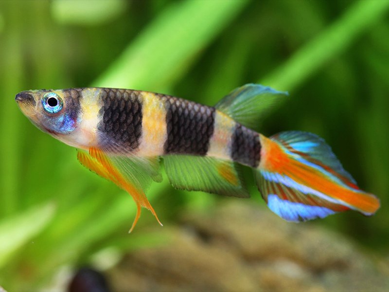 Killie Palhaço -  Aplocheilus Annulatus