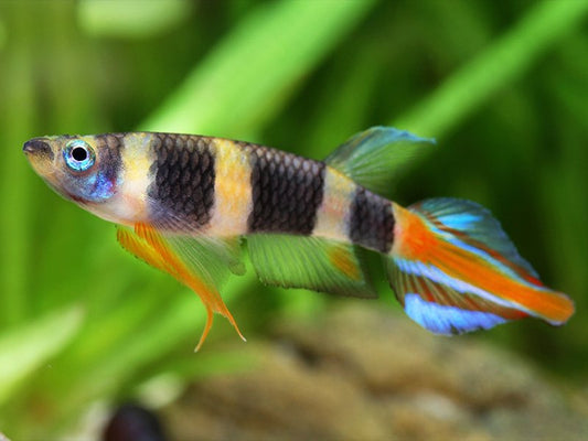 Killie Palhaço -  Aplocheilus Annulatus