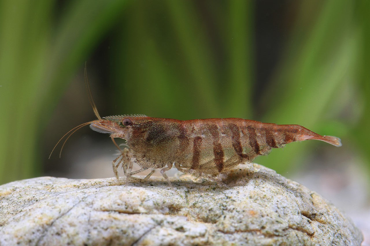 Caridina Babaulti "Stripes"