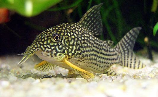 Corydora Sterbae