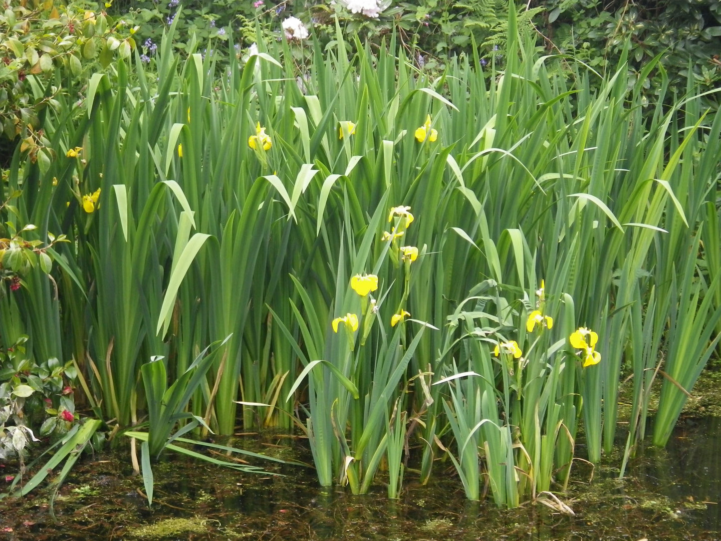 Iris Pseudacorus