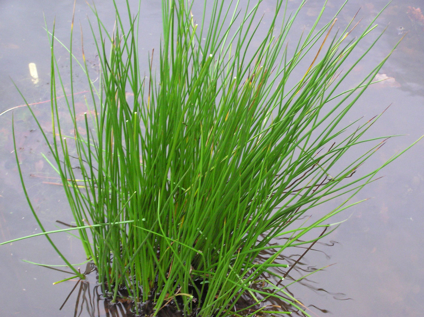 Juncus Effusus