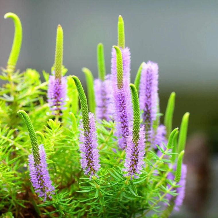 Plantas aquaticas