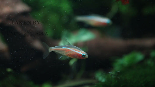 Tetra Neon Laranja - Paracheirodon Innesi