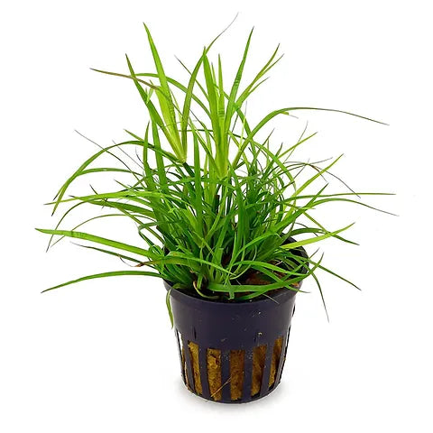 Juncus repens