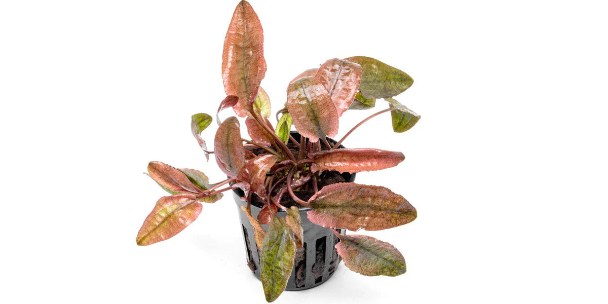 Cryptocoryne Flamingo