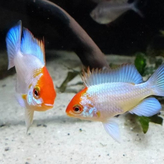 Mikrogeophagus Ramirezi Electric Blue Platinum
