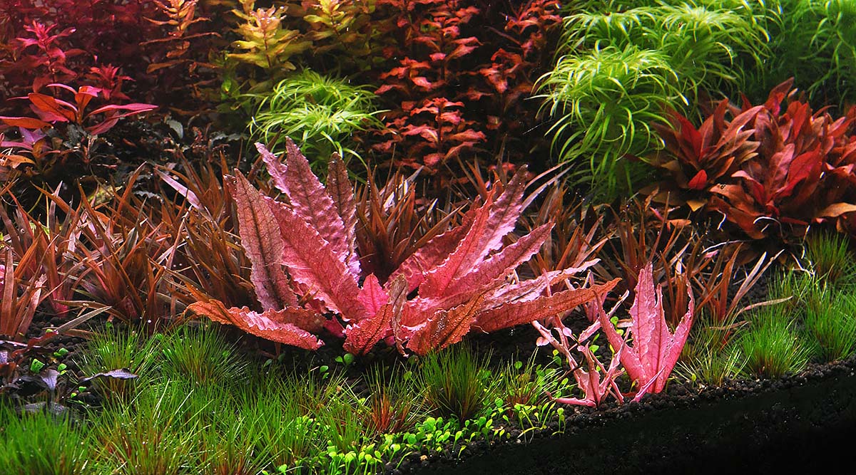 Cryptocoryne Flamingo
