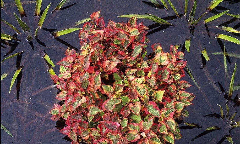 Houttuynia Cordata