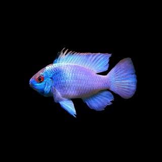 Mikrogeophagus Ramirezi Eletric Blue