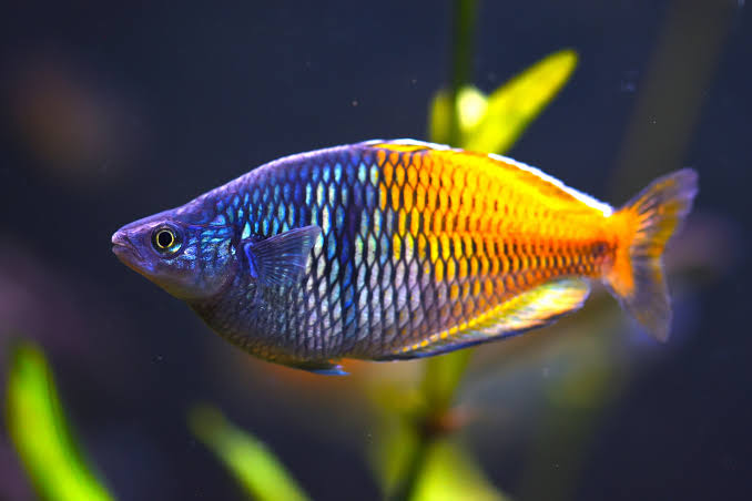 Melanotaenia Boesemani - Arco Iris Boesemani