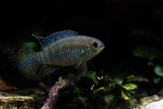 Laetacara curviceps
