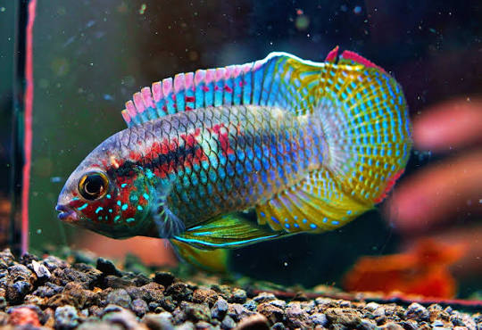 Laetacara curviceps