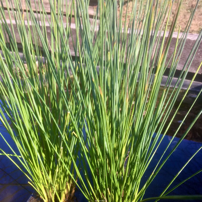 Juncus Effusus