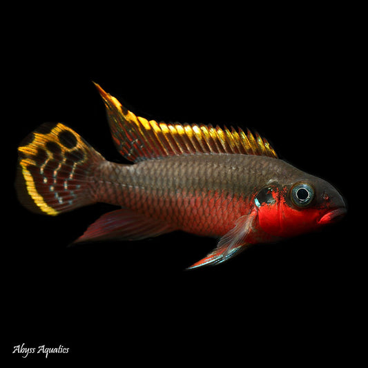 Kribensis Pulcher Super Red