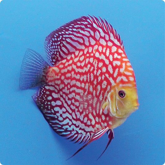 Discus  Red Checkerboard
