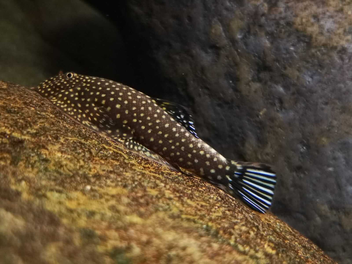 Gastromyzon