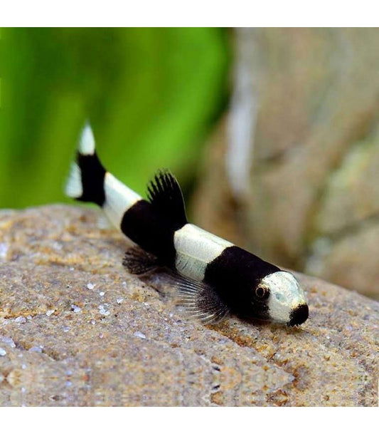 Protomyzon pachychilus – Panda Loach
