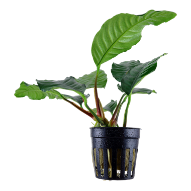 Anubias barteri var. 'Coffeifolia'