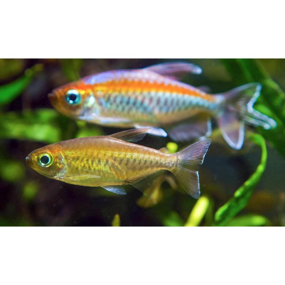 Phenacogrammus Interruptus - Tetra Do Congo - Living Aqua