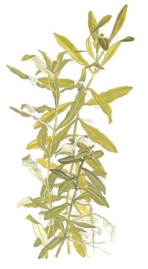 Hygrophila polysperma