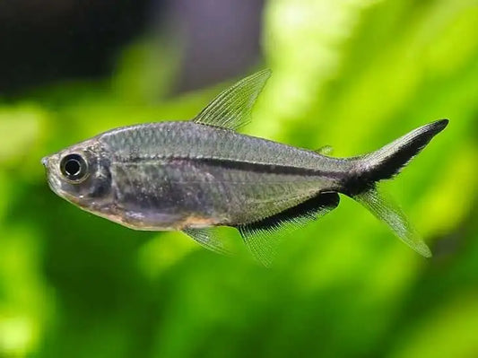 Moenkhausia Costae - Tetra Fortuna - Living Aqua