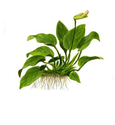 Anubias barteri nana 1-2 Grow - Living Aqua
