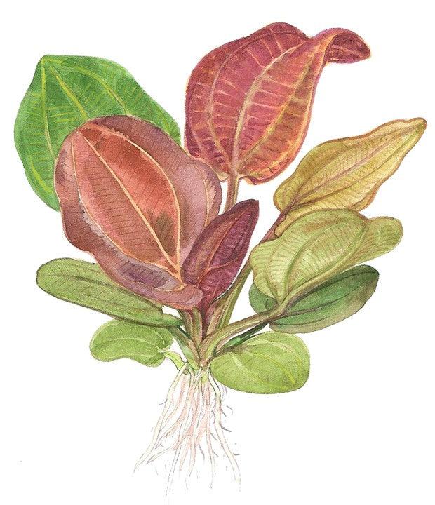Echinodorus 'Reni' 1-2-Grow! - Living Aqua